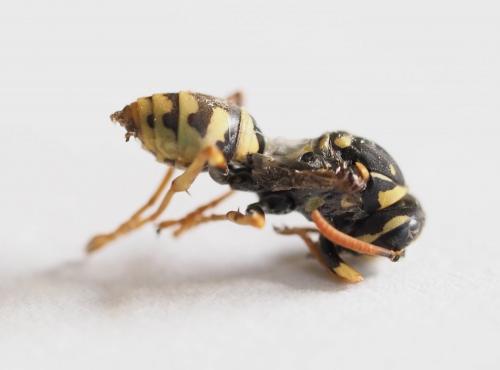 Polistes dominula